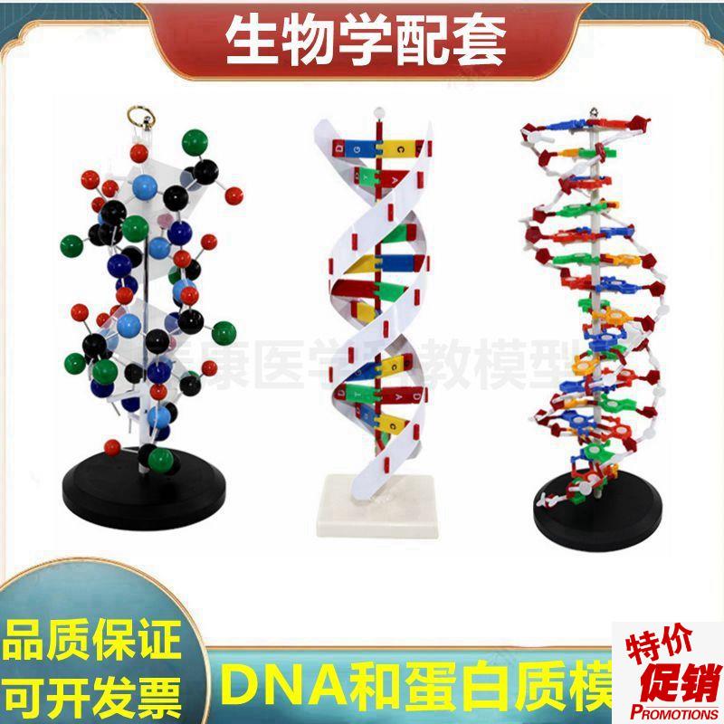 蛋白质结构模型蛋白质合成演示DNAG复制双螺旋结构生物课实验用具