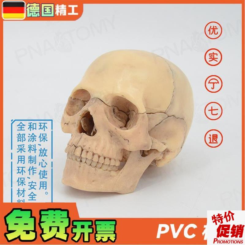 德国】颅骨小骷髅头模型仿真人头骨E原色可拆卸15部件美术临摹素