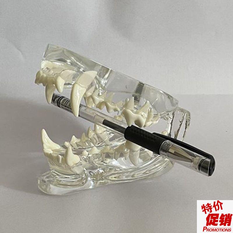 狗牙齿模型口腔上下颌骨透明水晶动物医院展示Q宠物医生示教艺术