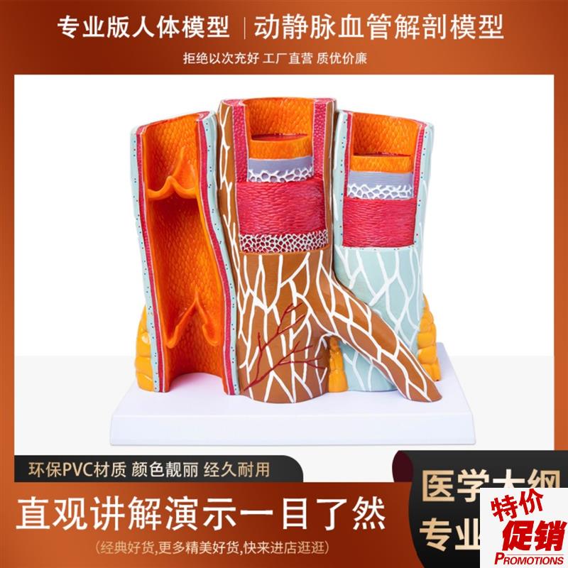 人体血管解剖模型动静脉q放大层次结构演示教学模型学校医院用摆