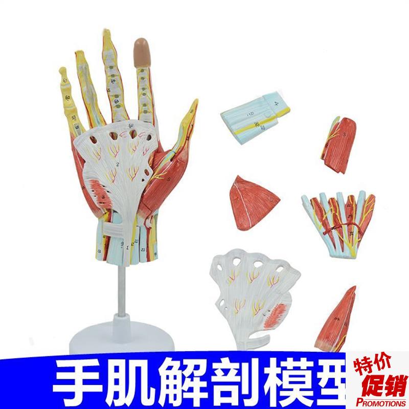手模型手指关节韧带肌p腱深浅层肌肉解剖手上的神经血管皮肤骨骼