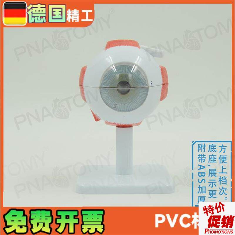 德国精工】眼球模型可拆放大v眼科教学eye瞳孔虹膜晶状体医院礼品