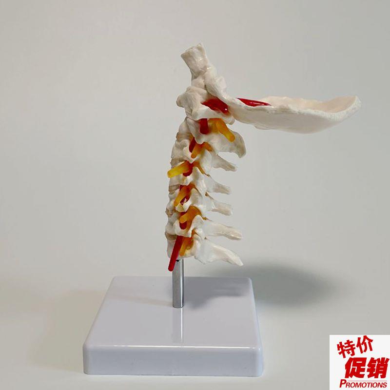 1比1颈椎模型枕骨动脉血t管神经寰椎枢椎人体脊柱正骨麻醉中医康