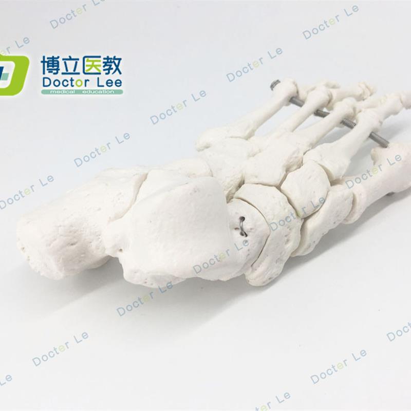 脚骨模型人体脚关节模型足部脚部骨骼G构造踝关节结构腓骨趾骨教