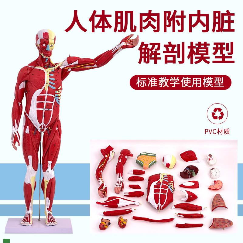 80CM人体全身肌肉模型内脏器官解剖结构组织P拆卸运动教具医学教