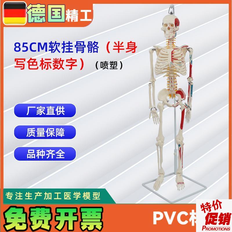 85CMc软挂骨骼半身写色标数字喷塑人体骨骼模型可定