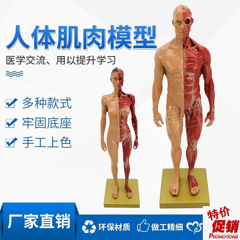 人体肌肉模型组织骨骼骨架解剖模B型医用学生教学模型用具厂家直,玩具/童车/益智/积木/模型,其他模型玩具,淘宝优惠券,粉丝福利购,淘宝优惠卷