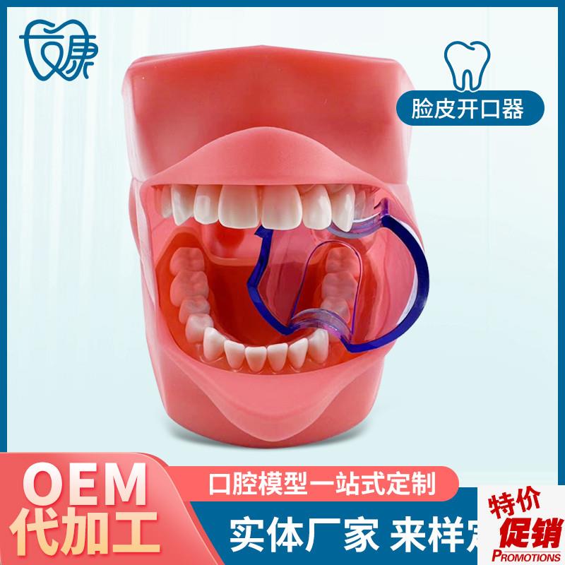 28拔牙模型人体牙齿结构解剖y模型口腔牙模具仿真牙科教学牙模型