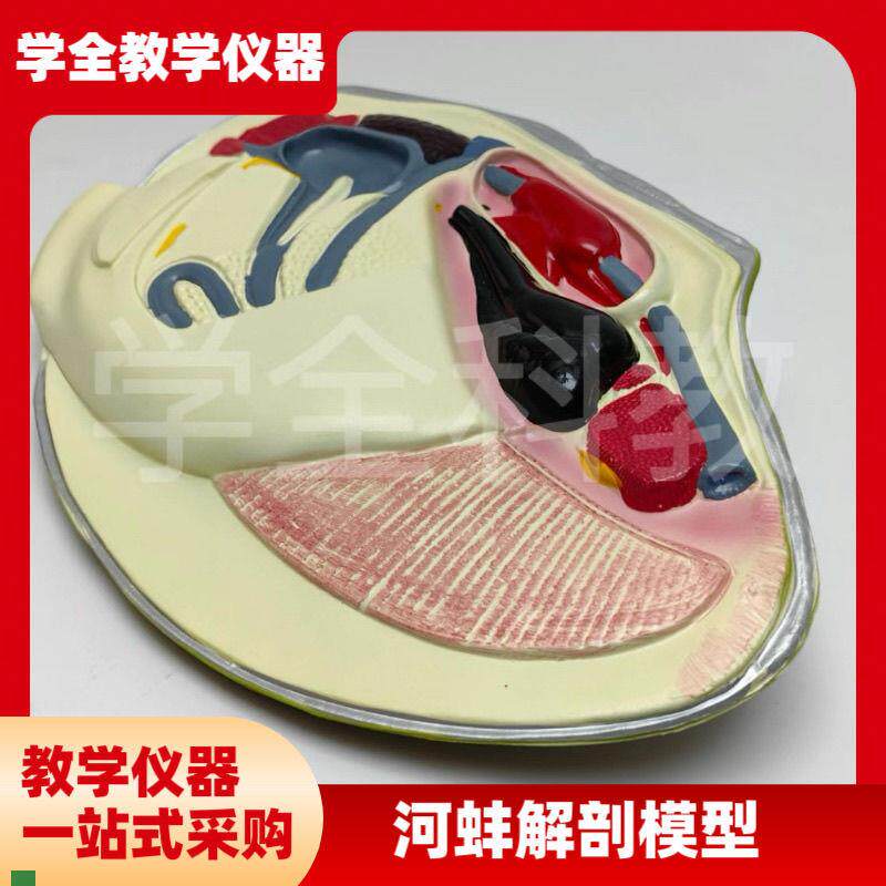 河蚌解剖模型中学生物o课教具大型结构水产品软体动物教学演示教