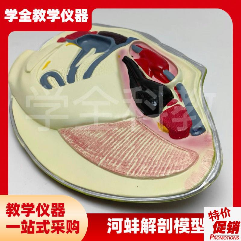 河蚌解剖模型中学生物课教具大型结构水产品软体动物X教学演示教