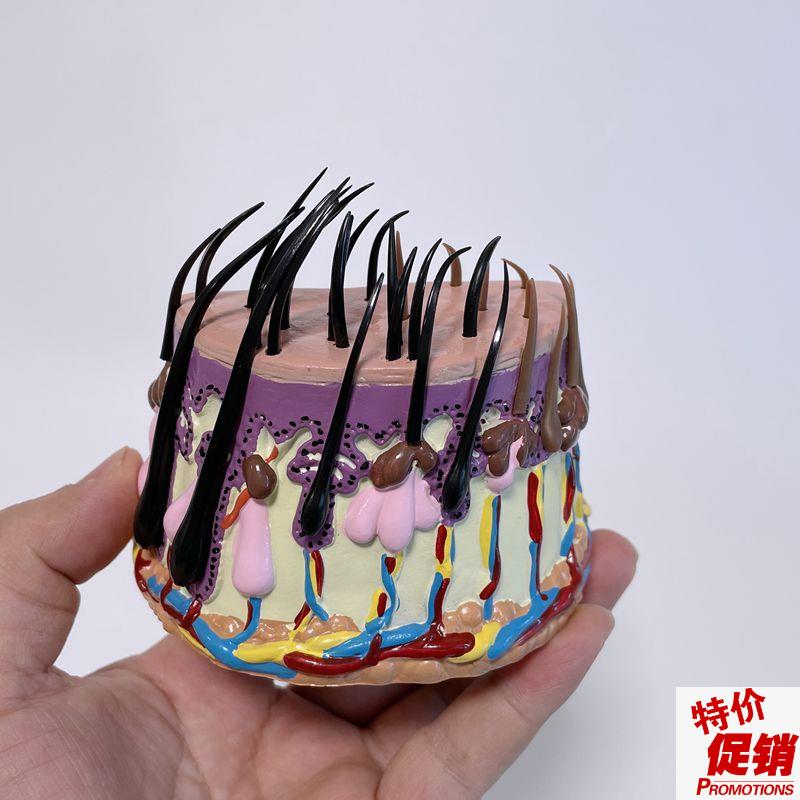 头发生长过程模型头皮放大解剖皮下结构人体皮P肤毛发病理脱发整