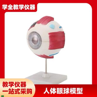 中学实验眼球解剖模型q生物模型人体眼球模型眼睛放大模型教学仪