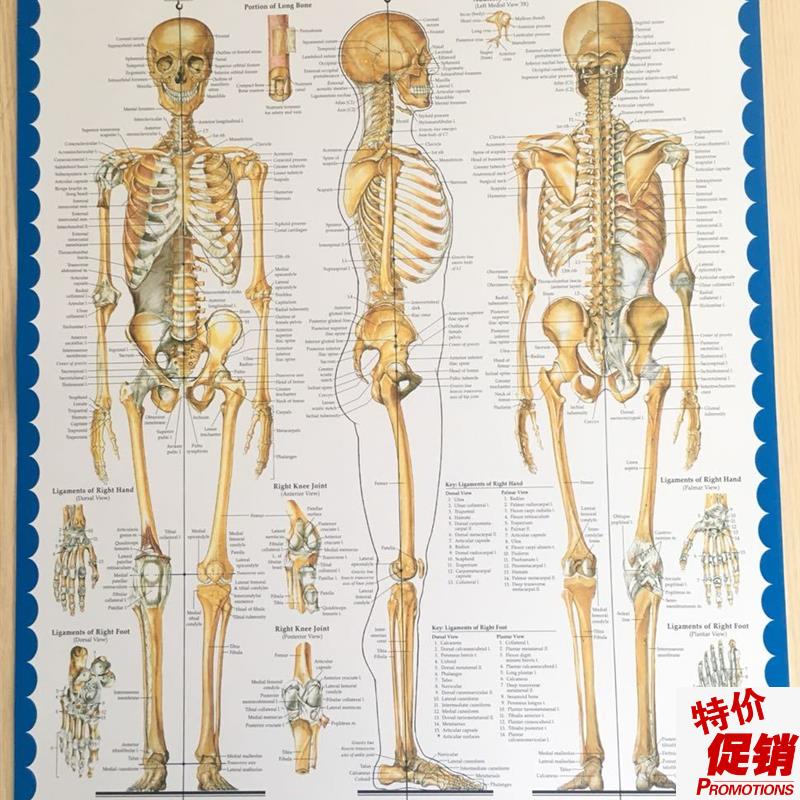 医用人体骨g骼挂图人体骨骼模型骨架模型头骨挂图
