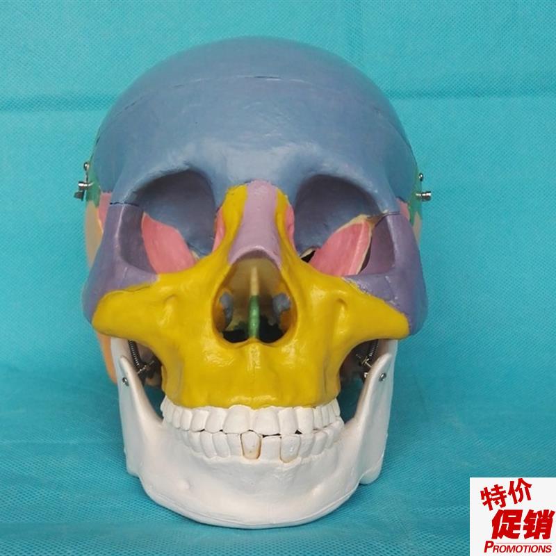 包邮成人1:1分色头骨模型骷髅头骨骼骨架模型X医用教学模型