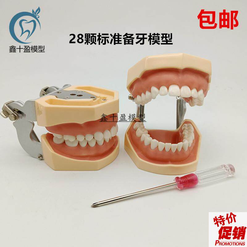 牙科备牙模型28颗标准u备牙模型可拆卸牙粒练习制备窝洞嵌体冠
