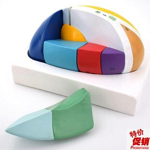 丘脑模型可拆卸灰质核团感觉中枢下丘脑I神经内科医用教学实验仪