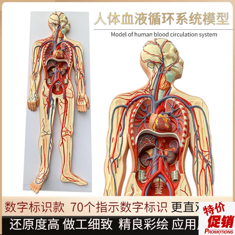 人体血液循环系统l模型全身内脏器官解剖教学教具心脏血管演示模
