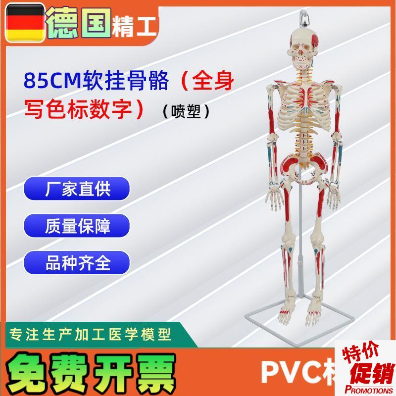 85CM软挂骨骼全身写色标数字(喷塑)医M学教学用具仿真人体骨骼
