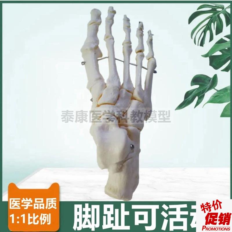 1比1脚骨模型脚趾可活r动跟骨距骨散的足骨手关节腕骨手指活动造