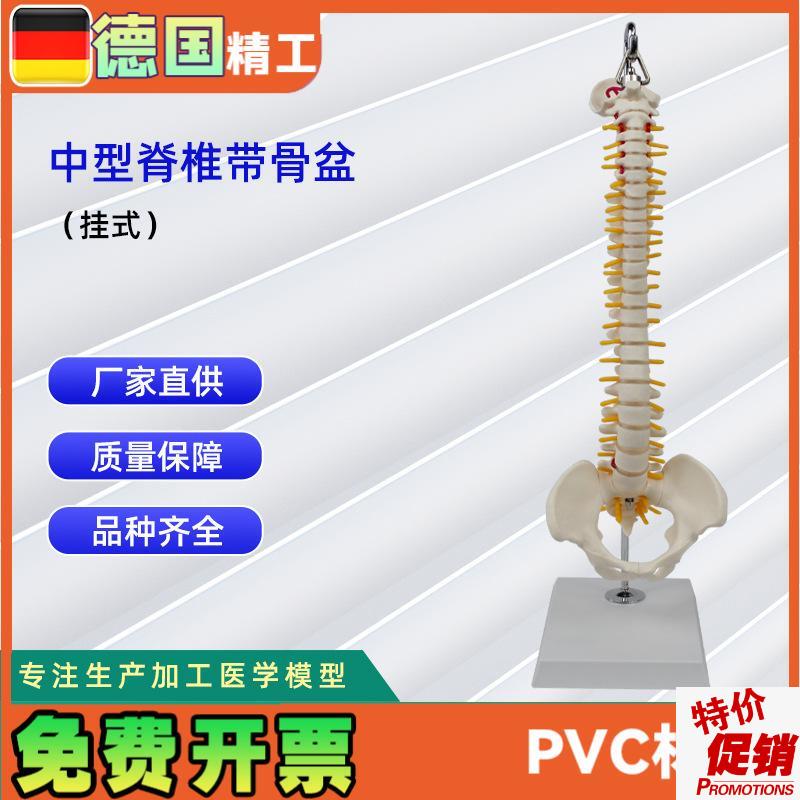 中型脊椎带骨盆(挂式)模型E人体骨骼模型医学教学模型
