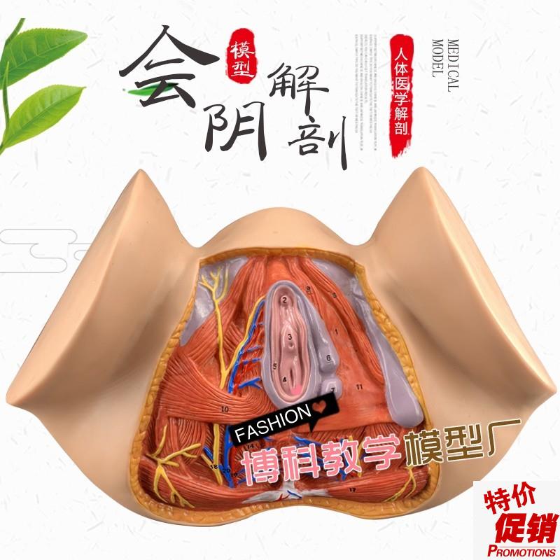 女性会阴模型尿生殖三角肛门生殖系统模型Q女性盆腔模型外阴
