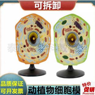 动物细胞模型细胞膜细胞核细胞z器可拆卸生物课展示医用细胞微细