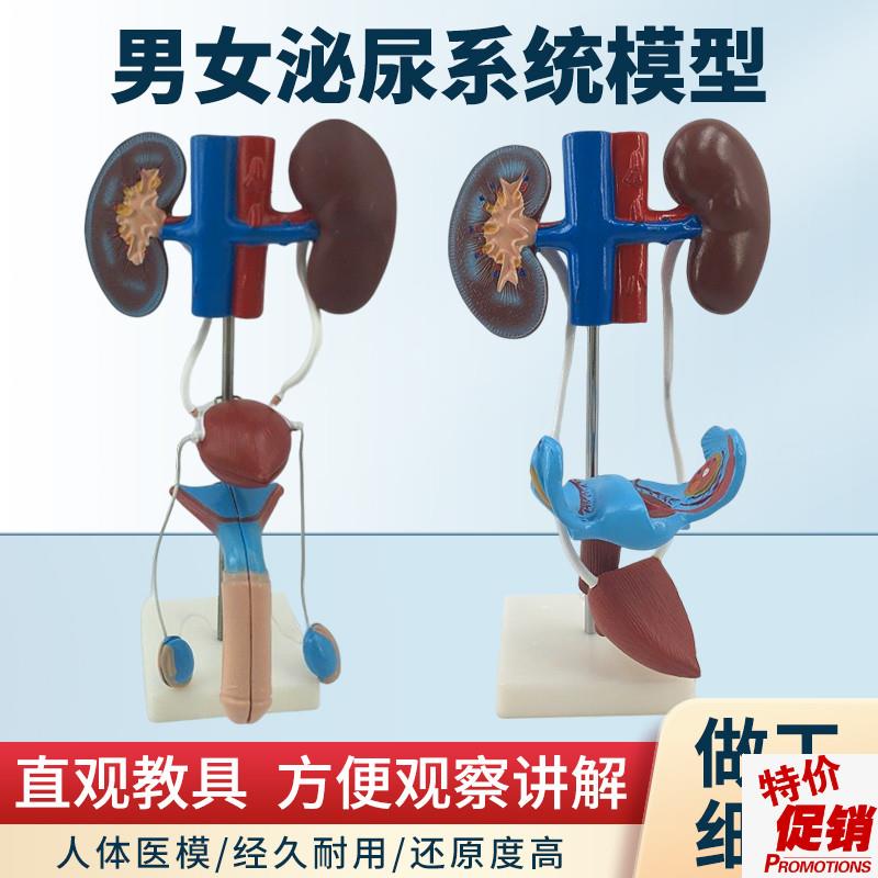 男性女性泌尿生殖系统模型肾脏解剖模具膀胱O输尿管结构造立体教