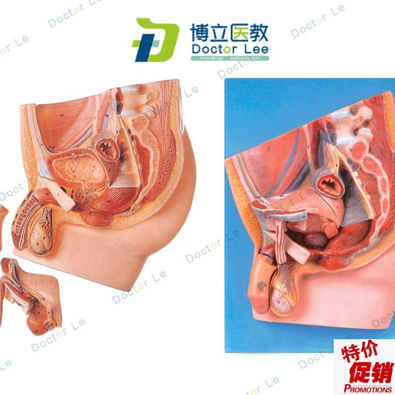 男性盆腔正中矢状切o面人体解剖模型生殖泌尿系统健康计划生育