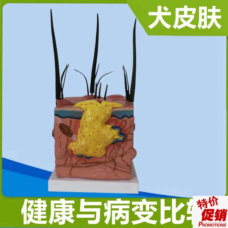 狗皮肤模型毛发皮下组织仿真塑胶皮肤结构虫子叮咬病Y理犬科兽医