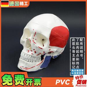 德国人体肌肉起止点头骨模型1比1大F小头颅骨仿真骷髅头美容教学