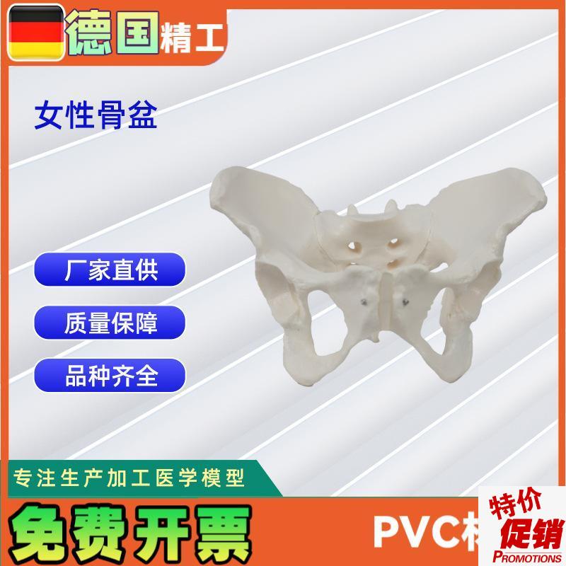 女性骨盆模型g盆腔器官骨骼解剖结构造教学仿真女性骨骼模型