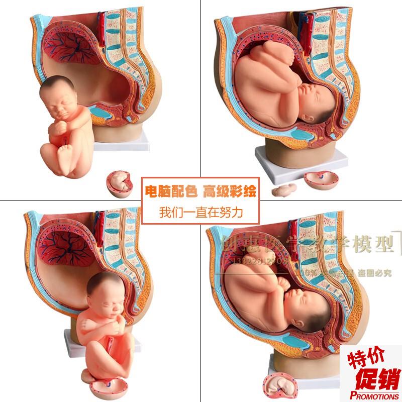 助产示教模型胚胎发育妊娠9个月女性盆腔骨盆含九个Z月胎儿模型