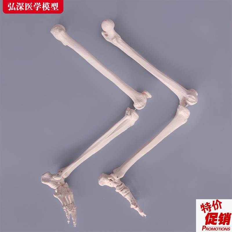 腿骨模型人体下肢关节股骨胫v骨腓骨脚掌骨骼结构医学教学教具模
