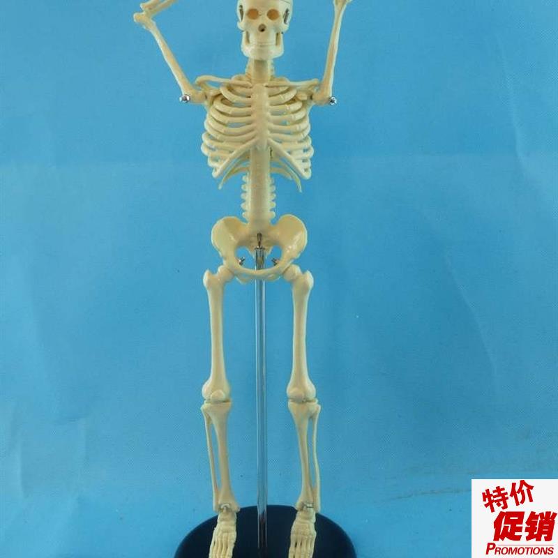 包邮新版45cml人体骨骼模型人体骷髅骨架模型医用人体标本模型