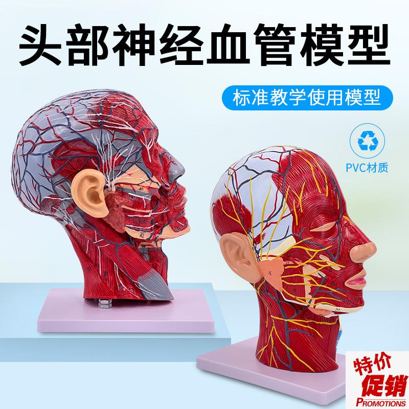 人体脸面部肌肉血管神经解剖模型头部矢状切面美容U微整形医用美