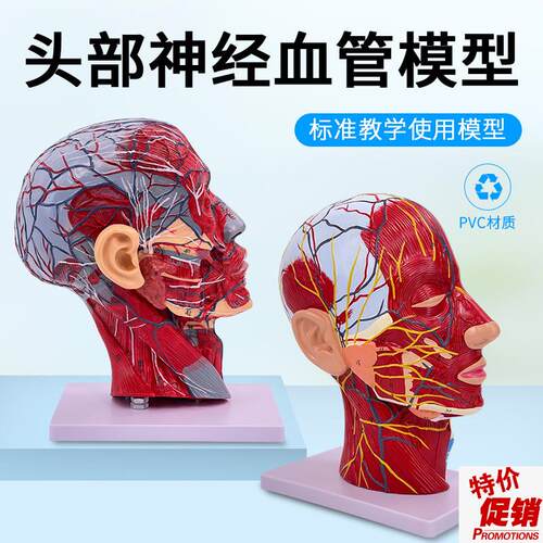 人体脸面部肌肉血管神经解剖模型头部矢状切面美容U微整形医用美