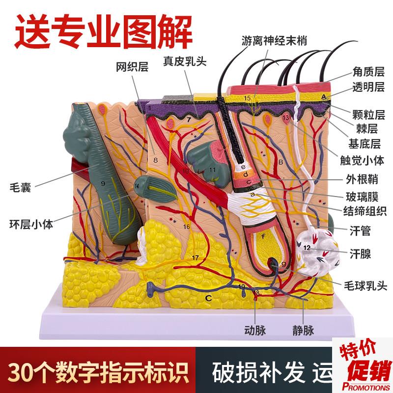 50倍人体皮肤组织结构放大解剖B模型医学美容整形立体皮肤放大模