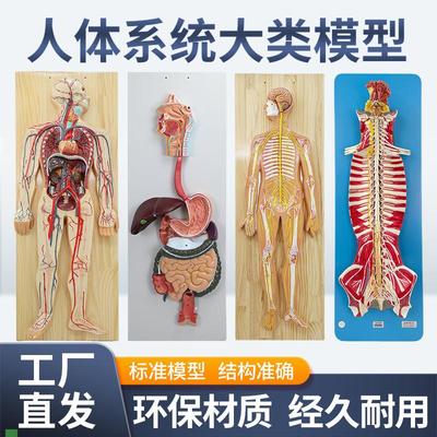 人体神经系统模型中枢脊髓血液循环系统泌尿系统消化Z系统内分泌