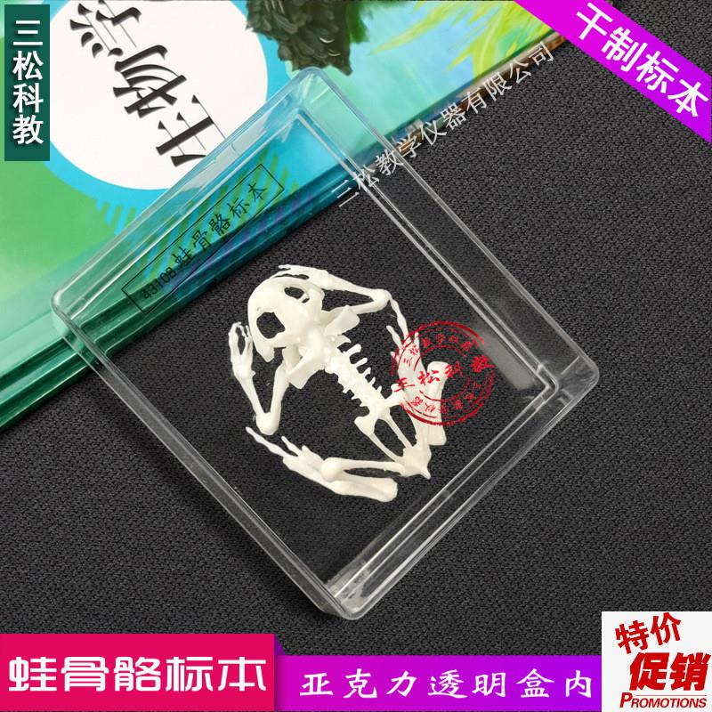 蛙骨骼标本两栖类动物骨t骼中学小学生物教材教学演示社区科普