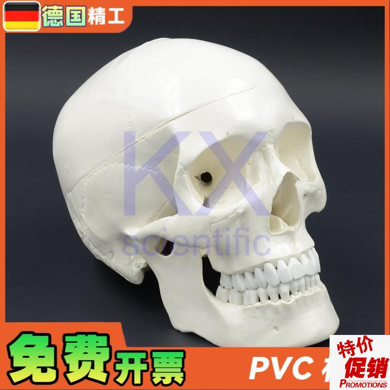 德国】成人大小头k颅骨模型1比1头骨口腔教学雕塑艺术写生可拆可
