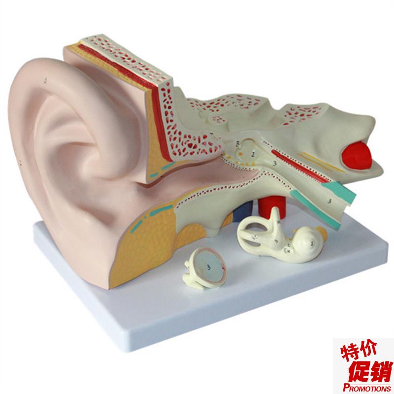 大耳解剖模型