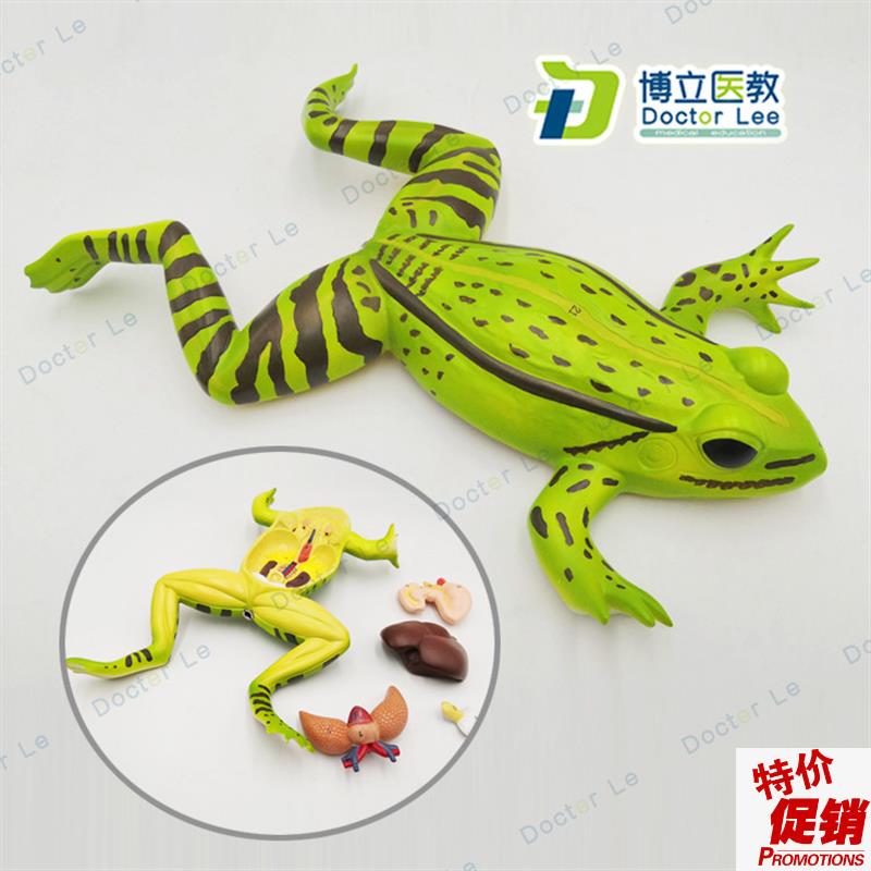 蟾蜍蛤蟆解f剖模型青蛙模型生物解剖学仿真青蛙标本动物模型