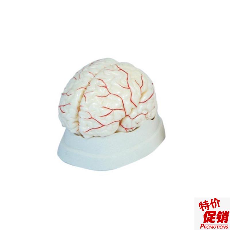 新型脑解剖模型脑动脉模型脑示教G模型人体内脏模型教学道具