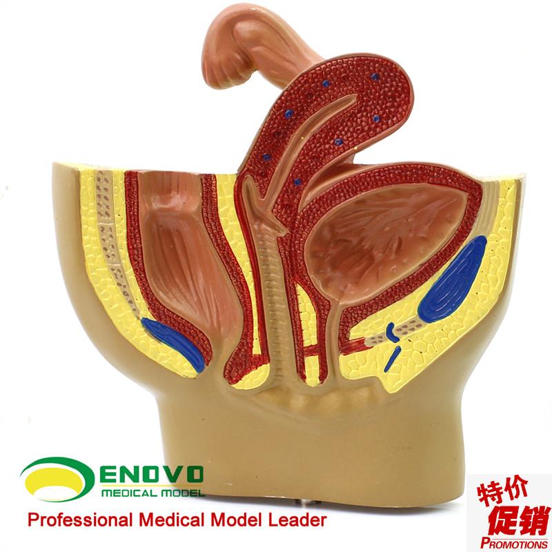 颐诺正品女性盆腔系统生殖系x统输卵管膀胱阴道直肠模型妇科医院