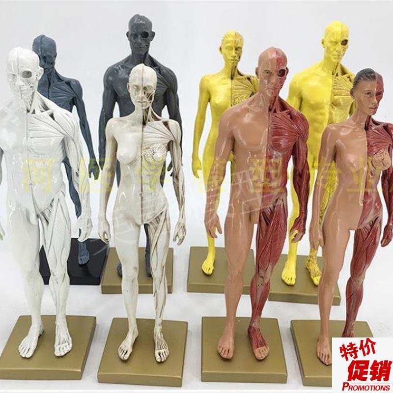 30cm艺用人体模型肌肉骨骼解剖人体结构美术P模型CG绘画雕塑教学