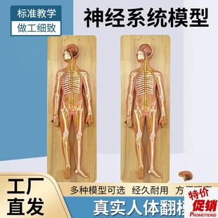 人体神经系统解剖模型中枢神经脑脊髓周围脊Q神经骶丛坐骨神经