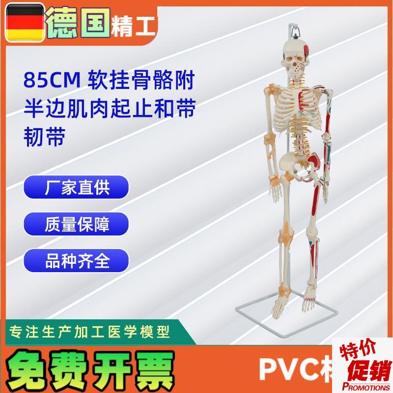 85CM软挂骨骼附n半边肌肉起止和带韧带模型人体骷髅骨架医学模型