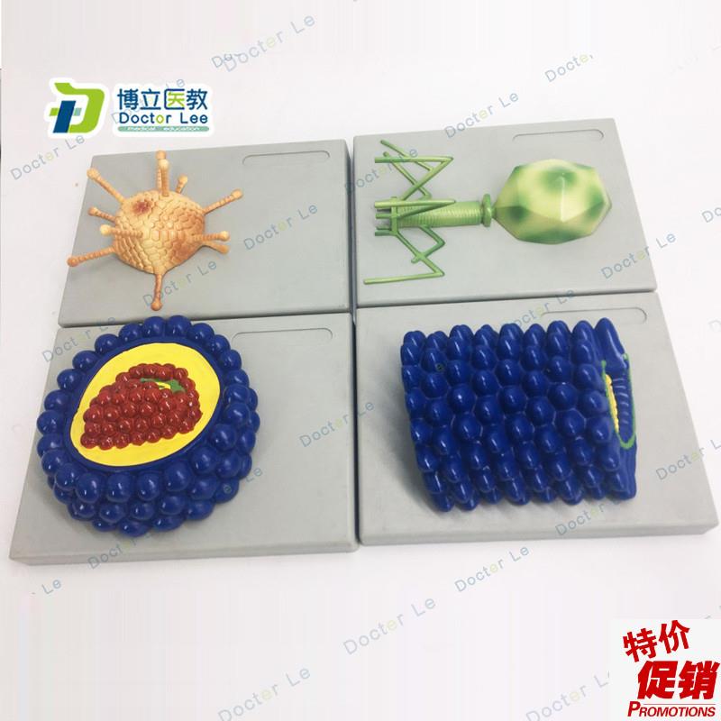厂家直销b微生物学病毒模型杆状病毒腺病毒噬菌体病毒艾滋病毒学