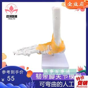 脚关节模型足关l节胫骨腓骨跗骨趾骨解剖踝关节教学模型