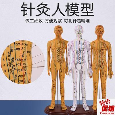 穴位模型人针灸穴位人体模型可扎针全身中医人模经络X医学教学模